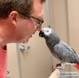 African grey parrots looking for a new home