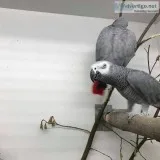 A pair of talking african grey parrots