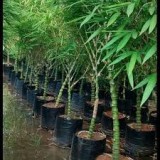 Bamboo plantation in kerala | uravu wayanad, kerala