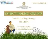 Energy Healing For Pets (For 5 Days)