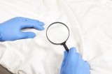 Bed Bug Control Services in Lake Orion