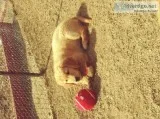 11 week old Ack Golden Retrievers.