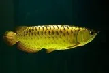 golden arowana fish
