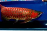 super red arowana