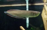 black arowana for sale