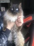 Siamese male