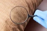 Bed Bug Control Services in Lake Orion MI