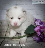Strawberry Female F1B Mini Pomsky