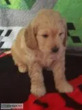 Teddy Bear English Cream Miniature Goldendoodle Puppies. 1 male 
