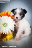 Ashley Female Toy Fox Terrier Mix