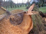 Stump Grinding Service in Nutley NJ