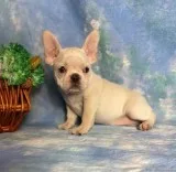 Charlotte Female Frenchton
