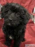 Alfie Male Mini Labradoodle