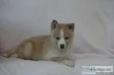 Casey Female Mini Pomsky