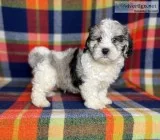 Smarty Male Shihpoo