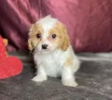 Peaches Female Cavapoo