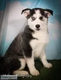 Sierra Female Pomsky
