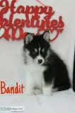 Bandit Male Mini Pomsky