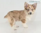 Jack Male Corgi Pomsky Mix