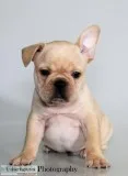Brent AKC Male French Bulldog