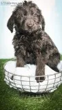 Leila Male Labradoodle