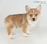 Teddy Male Corgi Pomsky Mix