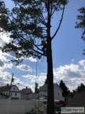Tree Removal in Nutley NJ
