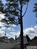 Tree Removal in Nutley NJ