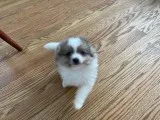 Spike Male Pomeranian