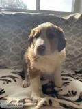 Jake Male Bernese Mountain Dog Rough Collie Mix