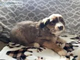 Caleb Male Bernese Mountain Dog Rough Collie Mix