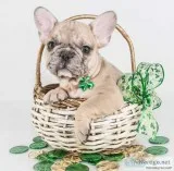 Frankie Male AKC French Bulldog