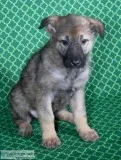 Kandi Female AKC German Shepherd