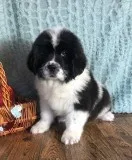 Helga Female Saint Bernewfie