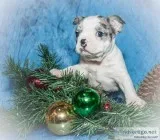 Sparky Male Frenchton