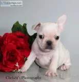 Carl AKC Male French Bulldog