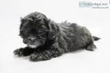 Steamy Male Shihpoo