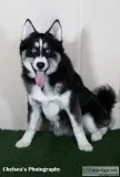Forest Female Pomsky