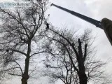 Tree Cutting Service in Nutley NJ