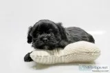 Sun Shine Female Shihpoo