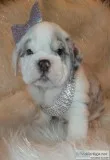Mellie Female AKC English Bulldog
