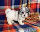 Treasure Female Shihpoo
