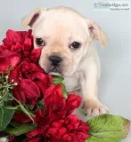 Millie AKC Female French Bulldog