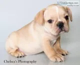 Rosco AKC Male French Bulldog
