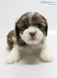 Sprinkle Male Shihpoo