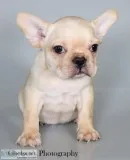 Margret AKC Female French Bulldog