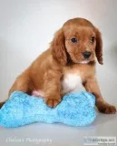 Doyal F1b Male Cavapoo