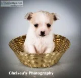 Cindy Female Toy Fox Terrier Mix