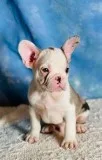 Jasper Male Frenchton