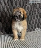 Ranger Male Saint Berdoodle